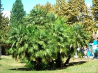 красавицы пальмы